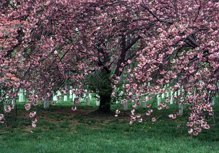 cherry blossom tree, dc